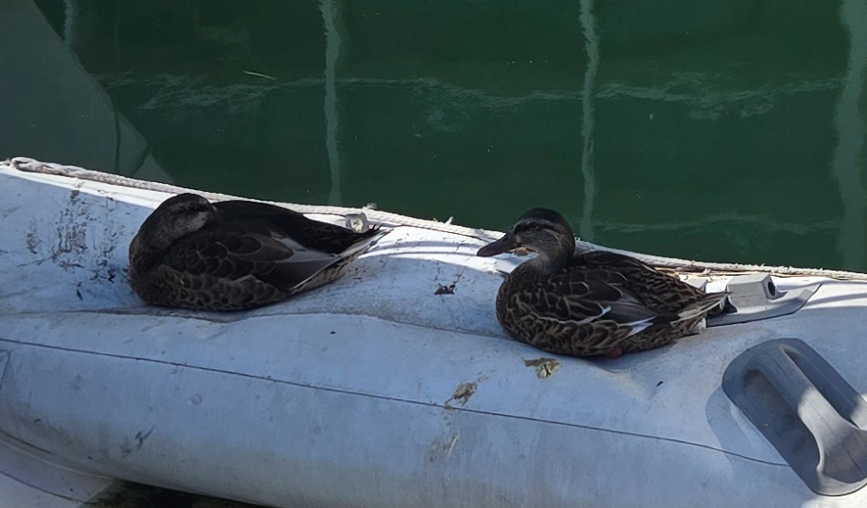 wild life sail san diego 20260808 092635